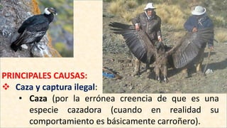 PRINCIPALES CAUSAS:
 Caza y captura ilegal:
• Caza (por la errónea creencia de que es una
especie cazadora (cuando en realidad su
comportamiento es básicamente carroñero).
 