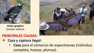 Vultur gryphus
(Cóndor andino)
PRINCIPALES CAUSAS:
 Caza y captura ilegal:
• Caza para el comercio de especímenes (individuo
completo, huesos, plumas).
 