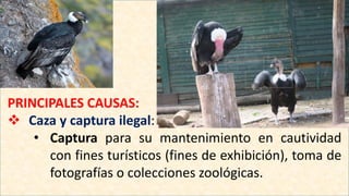 PRINCIPALES CAUSAS:
 Caza y captura ilegal:
• Captura para su mantenimiento en cautividad
con fines turísticos (fines de exhibición), toma de
fotografías o colecciones zoológicas.
 