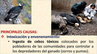 PRINCIPALES CAUSAS:
 Intoxicación y envenenamiento:
• Ingesta de cebos tóxicos colocados por los
pobladores de las comunidades para controlar a
los depredadores del ganado (zorros y pumas).
 