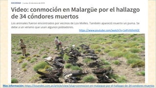 https://www.youtube.com/watch?v=1ePnYsfmhGE
Mas información: https://losandes.com.ar/article/view?slug=conmocion-en-malargue-por-el-hallazgo-de-34-condores-muertos
 