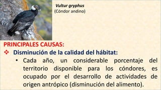 Vultur gryphus
(Cóndor andino)
PRINCIPALES CAUSAS:
 Disminución de la calidad del hábitat:
• Cada año, un considerable porcentaje del
territorio disponible para los cóndores, es
ocupado por el desarrollo de actividades de
origen antrópico (disminución del alimento).
 