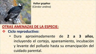 Vultur gryphus
(Cóndor andino)
OTRAS AMENAZAS DE LA ESPECIE:
 Ciclo reproductivo:
• Dura aproximadamente de 2 a 3 años,
incluyendo el cortejo, apareamiento, incubación
y levante del polluelo hasta su emancipación del
cuidado parental.
 