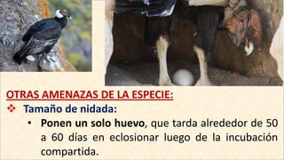 OTRAS AMENAZAS DE LA ESPECIE:
 Tamaño de nidada:
• Ponen un solo huevo, que tarda alrededor de 50
a 60 días en eclosionar luego de la incubación
compartida.
 