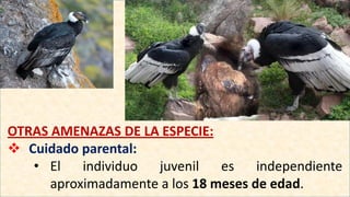 OTRAS AMENAZAS DE LA ESPECIE:
 Cuidado parental:
• El individuo juvenil es independiente
aproximadamente a los 18 meses de edad.
 