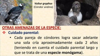 Vultur gryphus
(Cóndor andino)
OTRAS AMENAZAS DE LA ESPECIE:
 Cuidado parental:
• Cada pareja de cóndores logra sacar adelante
una sola cría aproximadamente cada 2 años
(teniendo en cuenta el cuidado parental largo y
que se trata de una especie monógama).
 
