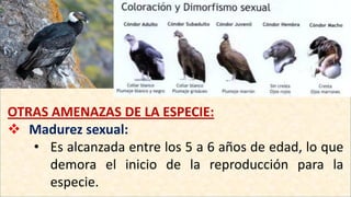OTRAS AMENAZAS DE LA ESPECIE:
 Madurez sexual:
• Es alcanzada entre los 5 a 6 años de edad, lo que
demora el inicio de la reproducción para la
especie.
 