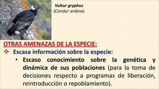 Vultur gryphus
(Cóndor andino)
OTRAS AMENAZAS DE LA ESPECIE:
 Escasa información sobre la especie:
• Escaso conocimiento sobre la genética y
dinámica de sus poblaciones (para la toma de
decisiones respecto a programas de liberación,
reintroducción o repoblamiento).
 