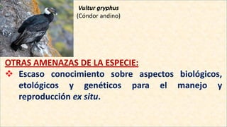 Vultur gryphus
(Cóndor andino)
OTRAS AMENAZAS DE LA ESPECIE:
 Escaso conocimiento sobre aspectos biológicos,
etológicos y genéticos para el manejo y
reproducción ex situ.
 
