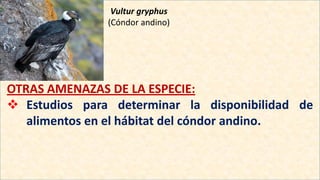 Vultur gryphus
(Cóndor andino)
OTRAS AMENAZAS DE LA ESPECIE:
 Estudios para determinar la disponibilidad de
alimentos en el hábitat del cóndor andino.
 