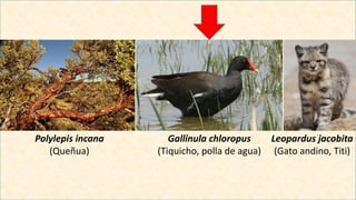Leopardus jacobita
(Gato andino, Titi)
Gallinula chloropus
(Tiquicho, polla de agua)
Polylepis incana
(Queñua)
 