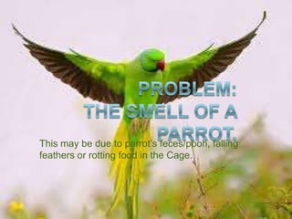 This may be due to parrot’s feces/pooh, falling
feathers or rotting food in the Cage.
 