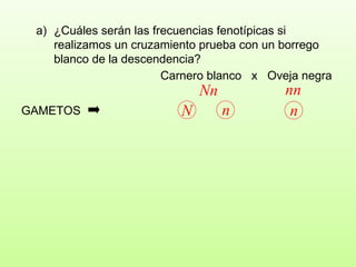 ¿Cuáles serán las frecuencias fenotípicas si realizamos un cruzamiento prueba con un borrego blanco de la descendencia?  Carnero blanco  x  Oveja negra Nn nn GAMETOS n N n 