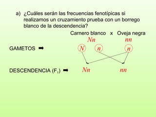¿Cuáles serán las frecuencias fenotípicas si realizamos un cruzamiento prueba con un borrego blanco de la descendencia?  Carnero blanco  x  Oveja negra Nn nn GAMETOS Nn nn DESCENDENCIA (F 1 ) n N n 