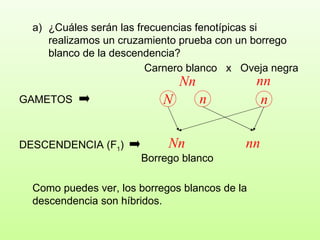 ¿Cuáles serán las frecuencias fenotípicas si realizamos un cruzamiento prueba con un borrego blanco de la descendencia?  Carnero blanco  x  Oveja negra Nn nn GAMETOS DESCENDENCIA (F 1 ) Nn nn Como puedes ver, los borregos blancos de la descendencia son híbridos. Borrego blanco n N n 