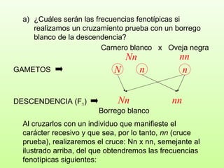 ¿Cuáles serán las frecuencias fenotípicas si realizamos un cruzamiento prueba con un borrego blanco de la descendencia?  Carnero blanco  x  Oveja negra Nn nn GAMETOS DESCENDENCIA (F 1 ) Nn nn Al cruzarlos con un individuo que manifieste el carácter recesivo y que sea, por lo tanto,  nn  (cruce prueba), realizaremos el cruce: Nn x nn, semejante al ilustrado arriba, del que obtendremos las frecuencias fenotípicas siguientes: Borrego blanco n N n 