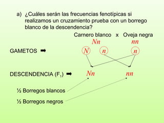 ¿Cuáles serán las frecuencias fenotípicas si realizamos un cruzamiento prueba con un borrego blanco de la descendencia?  Carnero blanco  x  Oveja negra Nn nn GAMETOS DESCENDENCIA (F 1 ) Nn nn ½ Borregos blancos ½ Borregos negros n N n 