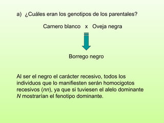 Carnero blanco  x  Oveja negra ¿Cuáles eran los genotipos de los parentales?  Borrego negro Al ser el negro el carácter recesivo, todos los individuos que lo manifiesten serán homocigotos recesivos ( nn ), ya que si tuviesen el alelo dominante  N  mostrarían el fenotipo dominante . 