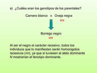 Carnero blanco  x  Oveja negra ¿Cuáles eran los genotipos de los parentales?  Borrego negro Al ser el negro el carácter recesivo, todos los individuos que lo manifiesten serán homocigotos recesivos ( nn ), ya que si tuviesen el alelo dominante  N  mostrarían el fenotipo dominante . nn nn 