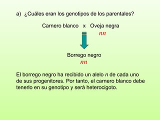 Carnero blanco  x  Oveja negra ¿Cuáles eran los genotipos de los parentales?  Borrego negro El borrego negro ha recibido un alelo  n  de cada uno de sus progenitores. Por tanto, el carnero blanco debe tenerlo en su genotipo y será heterocigoto. nn nn 