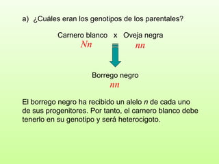 Carnero blanco  x  Oveja negra ¿Cuáles eran los genotipos de los parentales?  Borrego negro El borrego negro ha recibido un alelo  n  de cada uno de sus progenitores. Por tanto, el carnero blanco debe tenerlo en su genotipo y será heterocigoto. nn Nn nn 