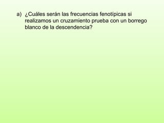 ¿Cuáles serán las frecuencias fenotípicas si realizamos un cruzamiento prueba con un borrego blanco de la descendencia?  