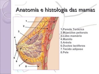 Anatomia e histologia das mamas
1.Parede Torácica
2.Músculos peitorais
3.Lobo mamário
4.Mamilo
5.Aréola
6.Ductos lactíferos
7.Tecido adiposo
8.Pele

 