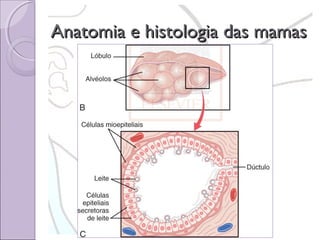 Anatomia e histologia das mamas

 