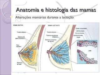Anatomia e histologia das mamas
Alterações mamárias durante a lactação

 