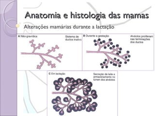 Anatomia e histologia das mamas
Alterações mamárias durante a lactação

 