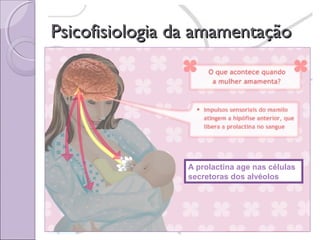 Psicofisiologia da amamentação

A prolactina age nas células
secretoras dos alvéolos

 