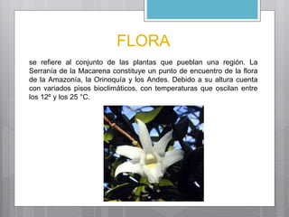 FLORA 
se refiere al conjunto de las plantas que pueblan una región. La 
Serranía de la Macarena constituye un punto de encuentro de la flora 
de la Amazonía, la Orinoquía y los Andes. Debido a su altura cuenta 
con variados pisos bioclimáticos, con temperaturas que oscilan entre 
los 12º y los 25 °C. 
 