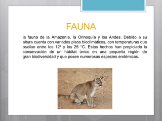 FAUNA 
la fauna de la Amazonía, la Orinoquía y los Andes. Debido a su 
altura cuenta con variados pisos bioclimáticos, con temperaturas que 
oscilan entre los 12º y los 25 °C. Estos hechos han propiciado la 
conservación de un hábitat único en una pequeña región de 
gran biodiversidad y que posee numerosas especies endémicas. 
 