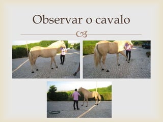 Observar o cavalo
       
 