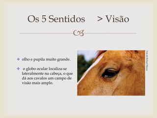 Os 5 Sentidos                  > Visão
                              




                                            Foto de Richard Maxey
olho e pupila muito grande.

 o globo ocular localiza-se
lateralmente na cabeça, o que
dá aos cavalos um campo de
visão mais amplo.
 