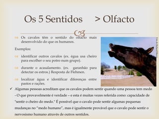 Os 5 Sentidos                               > Olfacto
                                       
   Os cavalos têm o sentido do olfacto mais
    desenvolvido do que os humanos.

  Exemplos:

   identificar outros cavalos (ex. égua usa cheiro
    para escolher o seu potro num grupo).

   durante o acasalamento. (ex. garanhão para
    detectar os estros.) Resposta de Flehmen.

   localizar água e identificar diferenças entre
    pastos e rações.
 Algumas pessoas acreditam que os cavalos podem sentir quando uma pessoa tem medo
  - O que provavelmente é verdade – e esta é muitas vezes referida como: capacidade de
  "sentir o cheiro do medo." É possível que o cavalo pode sentir algumas pequenas
  mudanças no “medo humano”, mas é igualmente provável que o cavalo pode sentir o
  nervosismo humano através de outros sentidos.
 