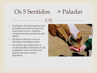 Os 5 Sentidos                     > Paladar
                                   
 O paladar é tão importante quanto
  ao sentido de olfacto porque está
  relacionado com as respostas
  comportamentais produzidas pelo
  olfacto.
 Escolha de alimento como os
  diferentes ruminantes fazem.
 Há estudos que referem que os
  cavalos escolhem alimentos de alta
  qualidade e ricos em sódio mas
  quando têm água sempre
  disponível.
 