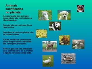 Animais sacrificados  no planeta A maior parte dos animais domésticos são maltratados e abandonados. Os animais em cativeiro ficam deprimidos. Galinheiros onde os pintos não se podem mexer. Vacas, ovelhas e porcos que são transportados e abatidos em condições horríveis. Patos e gansos são entupidos com comida para  se aumentar o fígado com que se faz patê . 