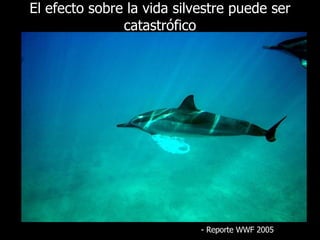 El efecto sobre la vida silvestre puede ser catastrófico -  Reporte  WWF 2005 