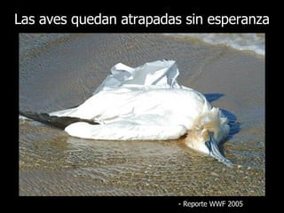 Las aves quedan atrapadas sin esperanza   -  Reporte  WWF 2005 