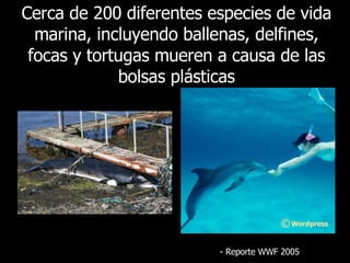 Cerca de 200 diferentes especies de vida marina, incluyendo ballenas, delfines, focas y tortugas mueren a causa de las bolsas plásticas -  Reporte  WWF 2005 