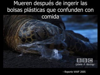 Mueren después de ingerir las bolsas plásticas que confunden con comida -  Reporte  WWF 2005 