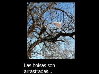 Las bolsas son arrastradas … 