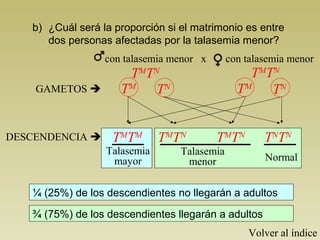 con talasemia menor x con talasemia menor
b) ¿Cuál será la proporción si el matrimonio es entre
dos personas afectadas por la talasemia menor?
¾ (75%) de los descendientes llegarán a adultos
TM
TN
GAMETOS 
DESCENDENCIA 
TM
TN
Talasemia
menor Normal
TM
TN TM
TN
TM
TN
TM
TN
TM
TM
TN
TN
Talasemia
mayor
¼ (25%) de los descendientes no llegarán a adultos
Volver al índice
 