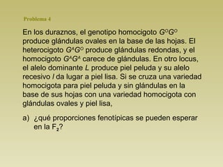 En los duraznos, el genotipo homocigoto GO
GO
produce glándulas ovales en la base de las hojas. El
heterocigoto GA
GO
produce glándulas redondas, y el
homocigoto GA
GA
carece de glándulas. En otro locus,
el alelo dominante L produce piel peluda y su alelo
recesivo l da lugar a piel lisa. Si se cruza una variedad
homocigota para piel peluda y sin glándulas en la
base de sus hojas con una variedad homocigota con
glándulas ovales y piel lisa,
a) ¿qué proporciones fenotípicas se pueden esperar
en la F2?
Problema 4
 
