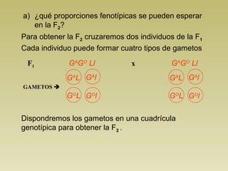 a) ¿qué proporciones fenotípicas se pueden esperar
en la F2?
GAMETOS 
GA
L
F1
Para obtener la F2 cruzaremos dos individuos de la F1
GA
GO
Ll GA
GO
Ll
GA
l
GO
L GO
l
GA
L GA
l
GO
L GO
l
Cada individuo puede formar cuatro tipos de gametos
Dispondremos los gametos en una cuadrícula
genotípica para obtener la F2 .
x
 
