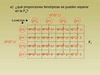 a) ¿qué proporciones fenotípicas se pueden esperar
en la F2?
GAMETOS 

GA
L GA
l GO
L GO
l
GA
L
GA
l
GO
L
GO
l
GA
GA
LL
GA
GO
Ll
GA
GO
Ll F2
GA
GA
Ll
GA
GO
LL
GA
GO
Ll
GA
GA
Ll
GA
GA
ll
GA
GO
Ll
GA
GO
ll
GA
GO
LL
GA
GO
Ll
GO
GO
LL
GO
GO
Ll
GA
GO
Ll
GA
GO
ll
GO
GO
Ll
GO
GO
ll
 