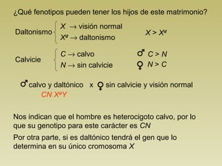¿Qué fenotipos pueden tener los hijos de este matrimonio?
Daltonismo
X → visión normal
Xd
→ daltonismo
Calvicie
C → calvo
N → sin calvicie
X > Xd
C > N
N > C
calvo y daltónico x sin calvicie y visión normal
Nos indican que el hombre es heterocigoto calvo, por lo
que su genotipo para este carácter es CN
CN
Por otra parte, si es daltónico tendrá el gen que lo
determina en su único cromosoma X
Xd
Y
 