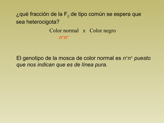 ¿qué fracción de la F2
de tipo común se espera que
sea heterocigota?
Color normal x Color negro
El genotipo de la mosca de color normal es n+
n+
puesto
que nos indican que es de línea pura.
n+
n+
 