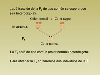 ¿qué fracción de la F2
de tipo común se espera que
sea heterocigota?
Color normal x Color negro
La F1 será de tipo común (color normal) heterocigota.
n+
n+
nn
n+ nGAMETOS 
F1 n+
n
Para obtener la F2 cruzaremos dos individuos de la F1 .
Color normal
 
